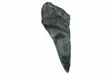 Partial Fossil Megalodon Tooth - South Carolina #274593-1